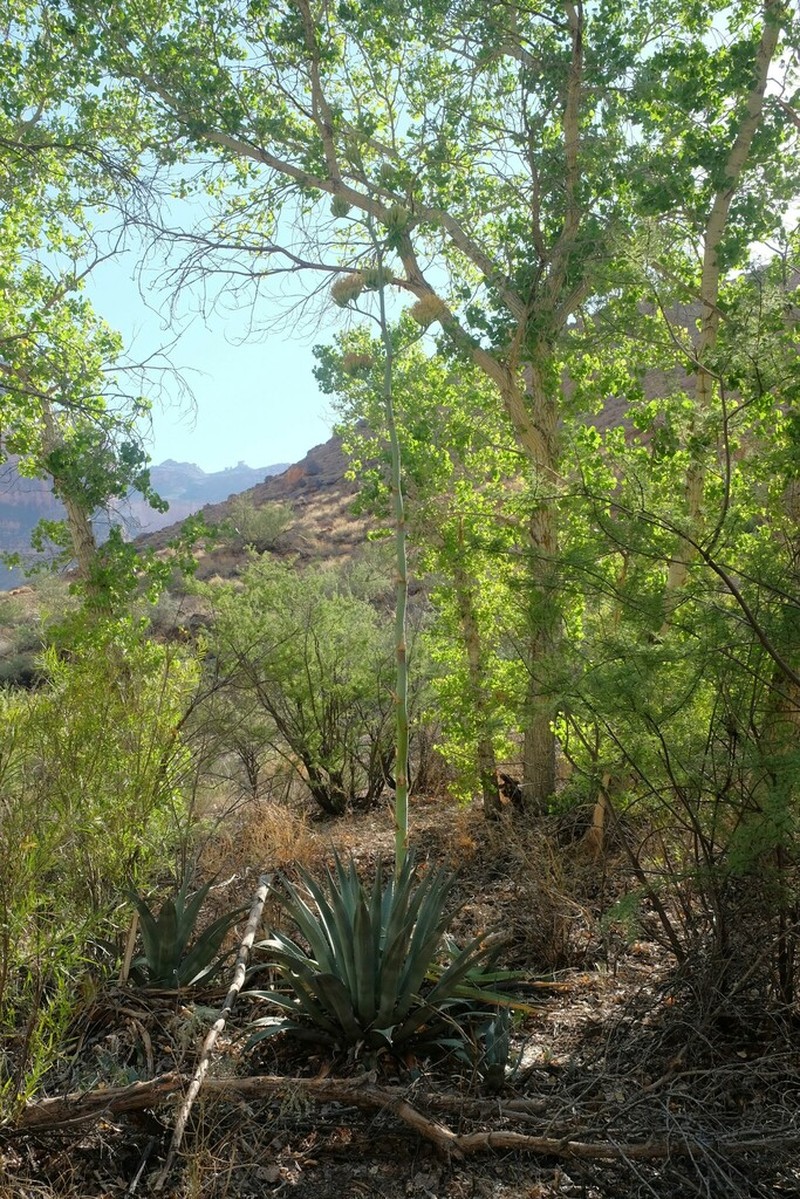 Grand Canyon Century Plant photo 6