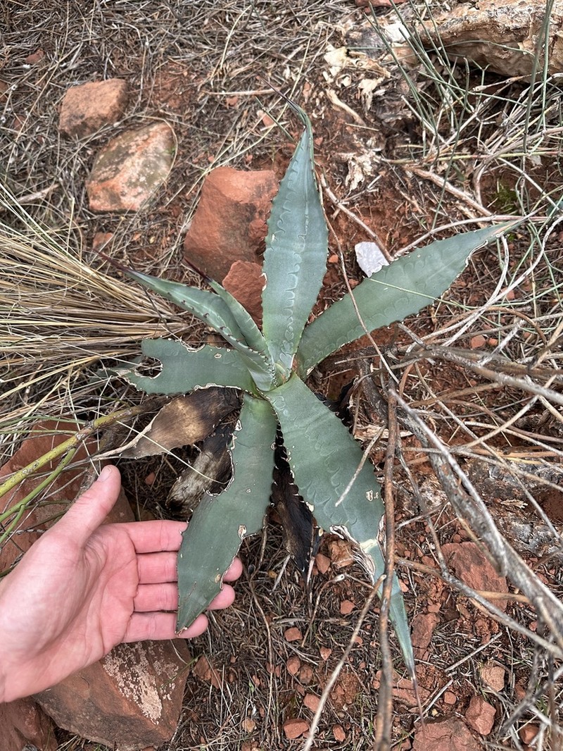 Grand Canyon Century Plant photo 7