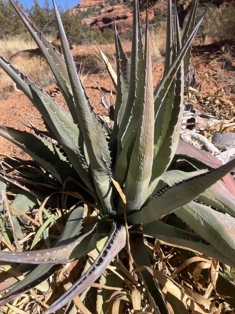 Grand Canyon Century Plant photo 8