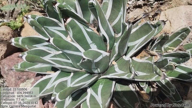 Agave pintilla