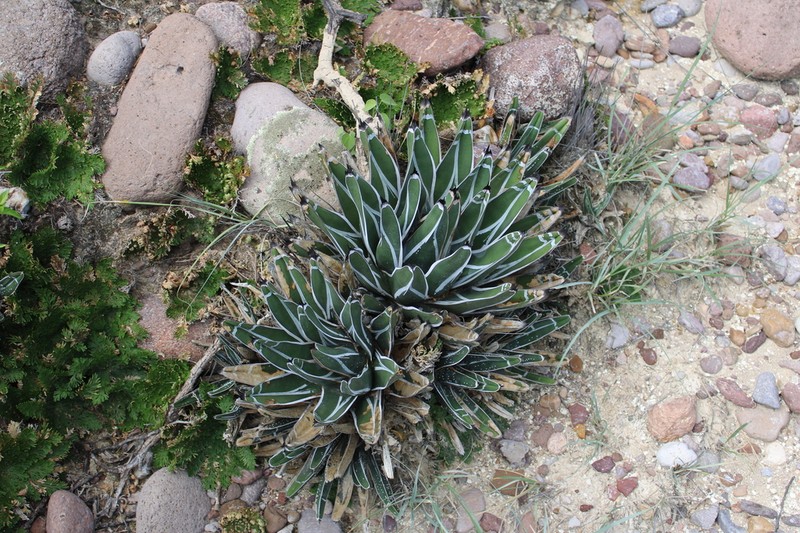 Agave pintilla photo 2