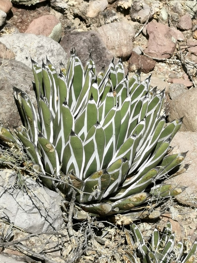 Agave pintilla photo 3