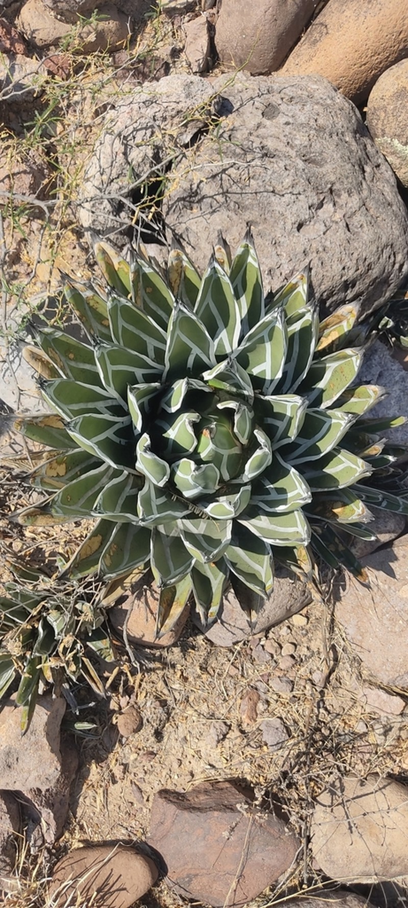 Agave pintilla photo 4
