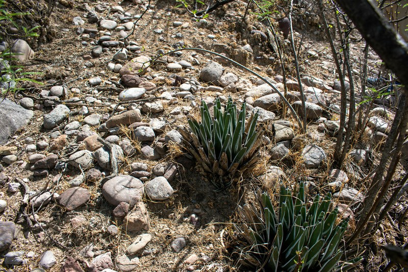 Agave pintilla photo 5