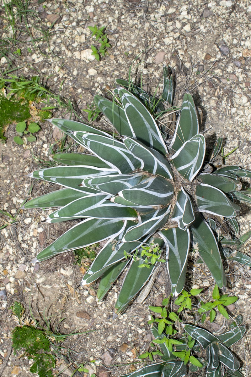 Agave pintilla photo 6
