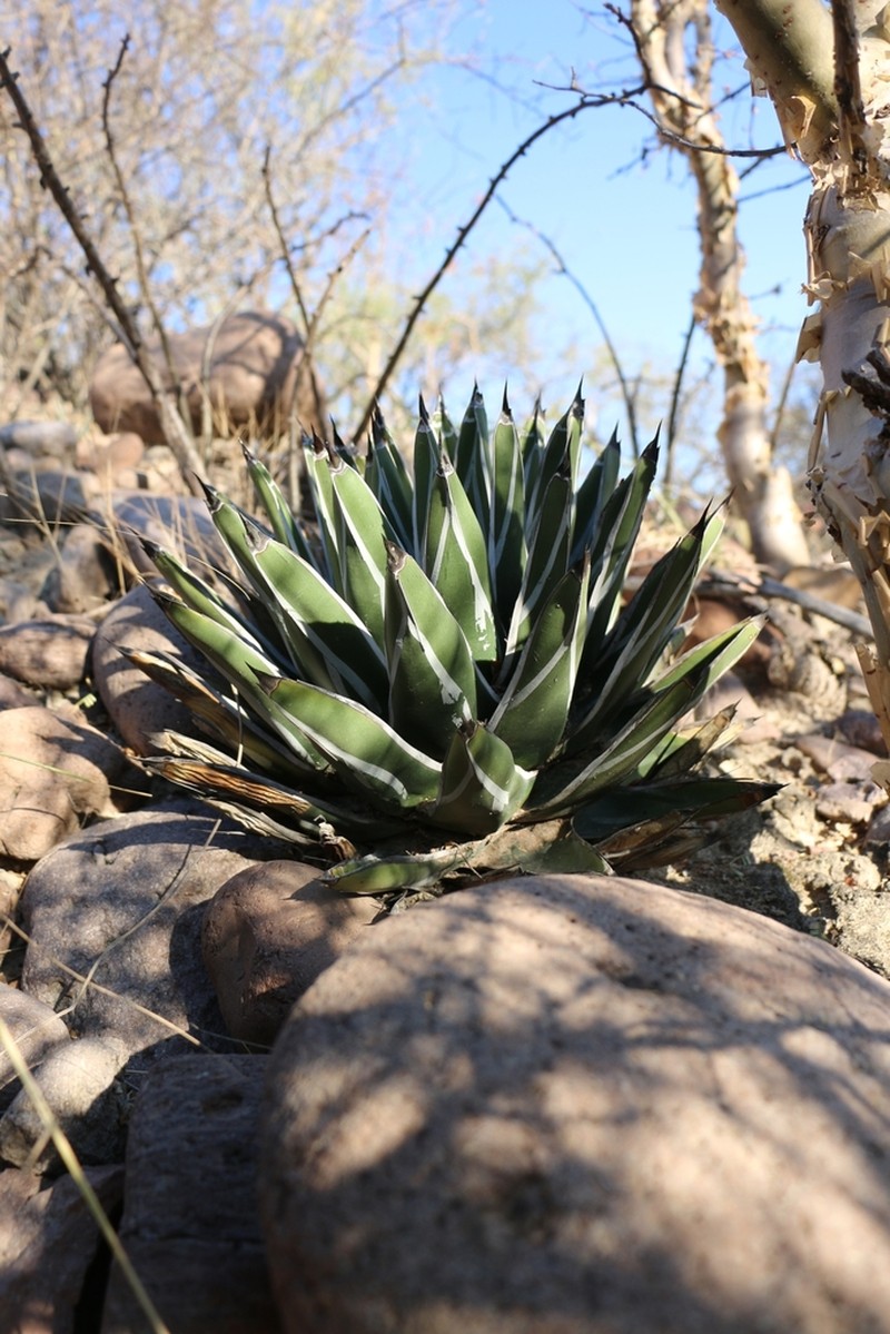 Agave pintilla photo 7