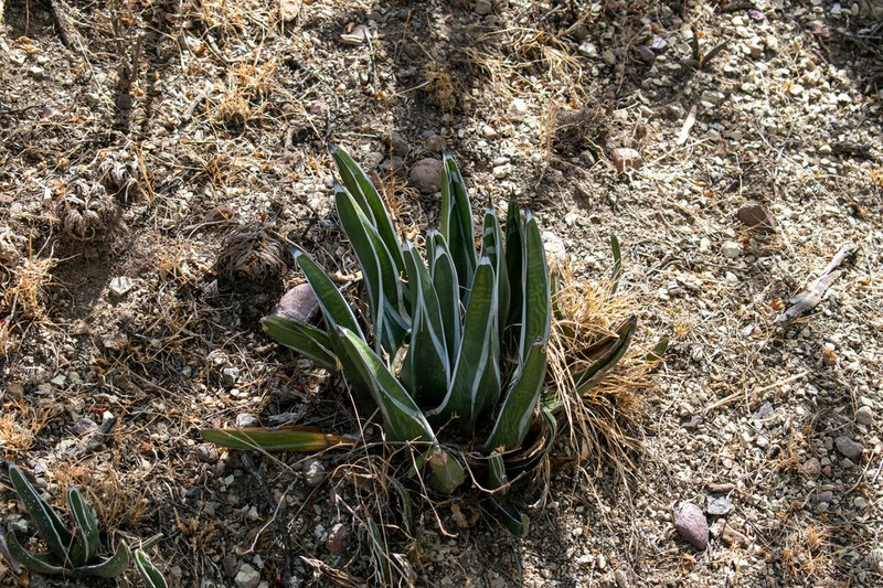 Agave pintilla photo 8