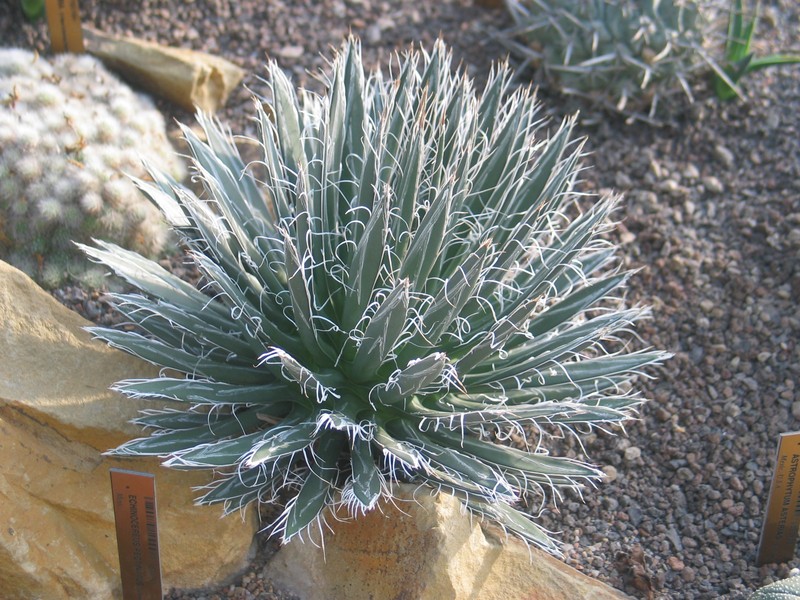 Agave polianthiflora photo 2