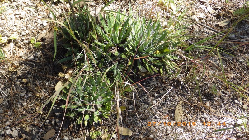 Agave polianthiflora photo 4