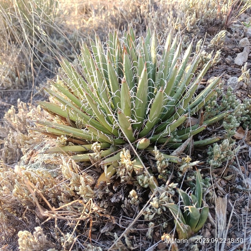 Agave polianthiflora photo 5