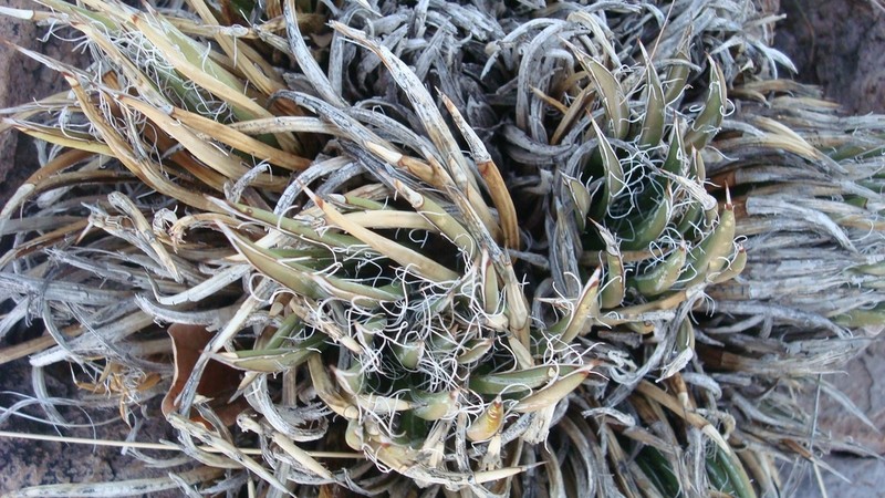 Agave polianthiflora photo 6
