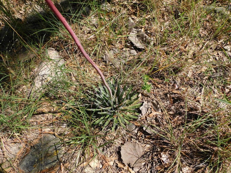 Agave polianthiflora photo 7
