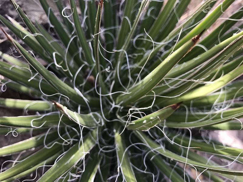 Agave polianthiflora photo 8