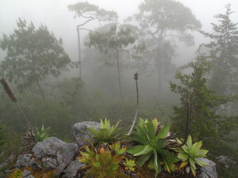 Agave polyacantha