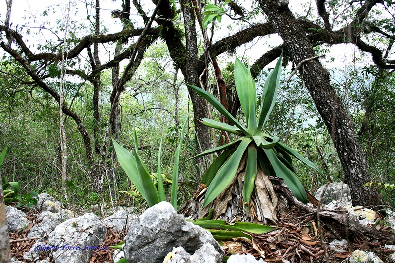 Agave polyacantha photo 2