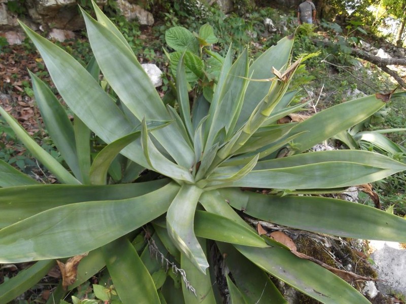 Agave polyacantha photo 3