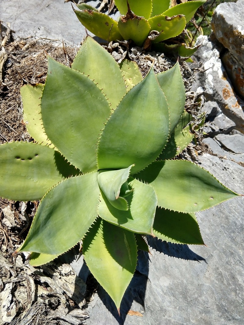 Agave polyacantha photo 4