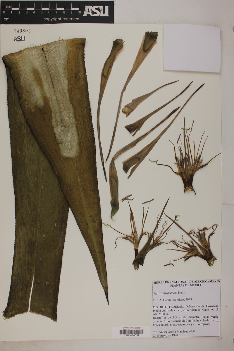 Agave polyacantha photo 6