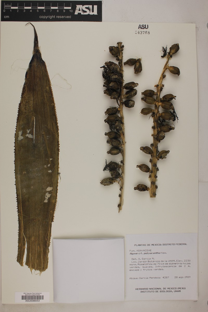 Agave polyacantha photo 7