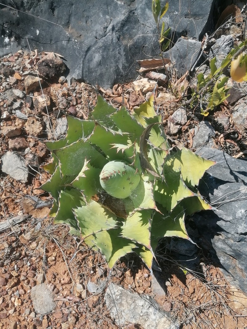 Agave potatorum photo 2
