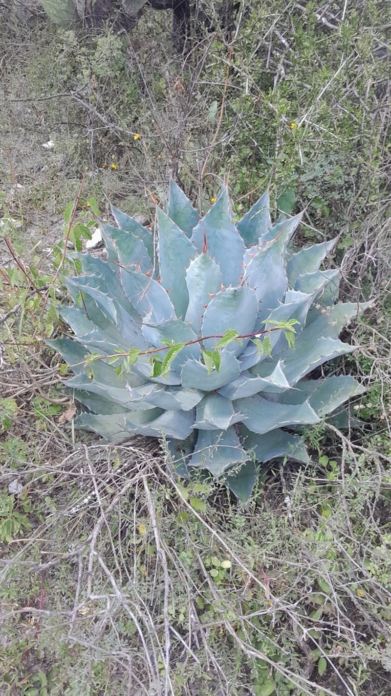 Agave potatorum photo 3