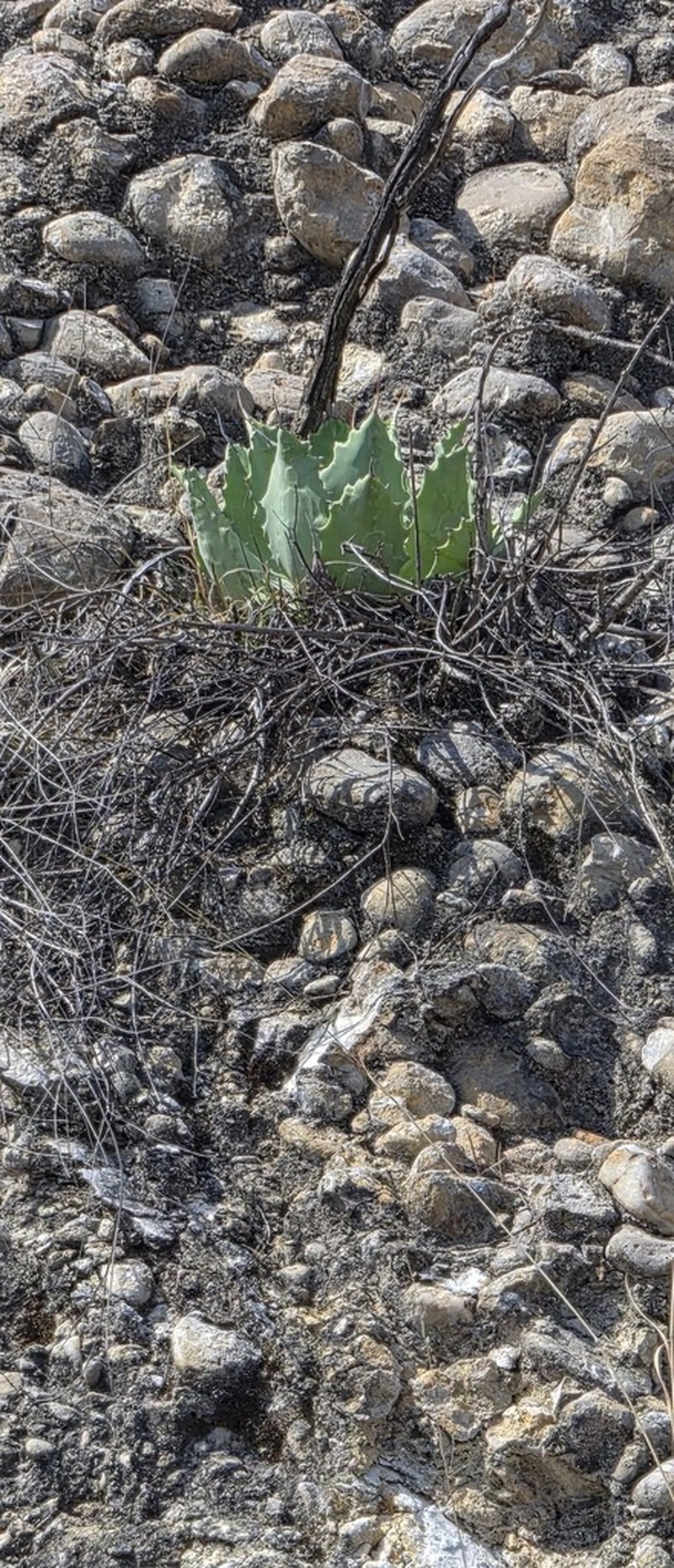 Agave potatorum photo 4