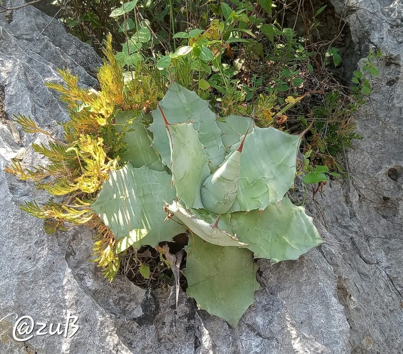 Agave potatorum photo 5
