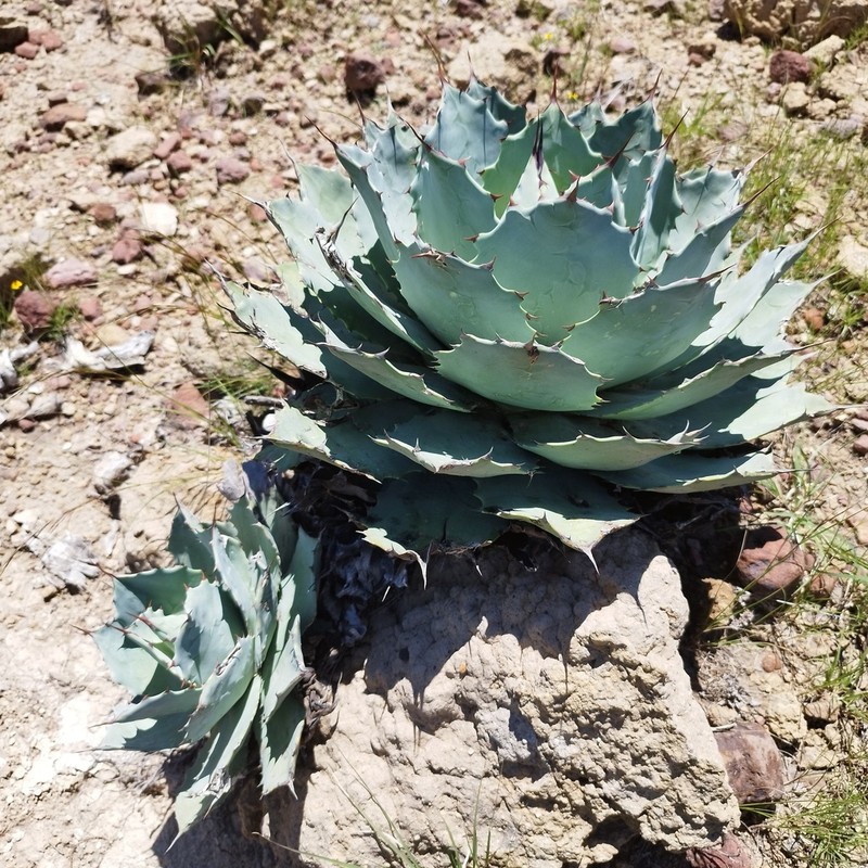 Agave potatorum photo 6