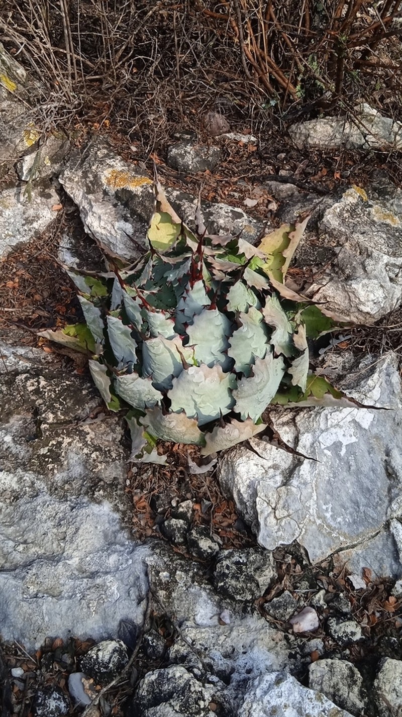 Agave potatorum photo 7