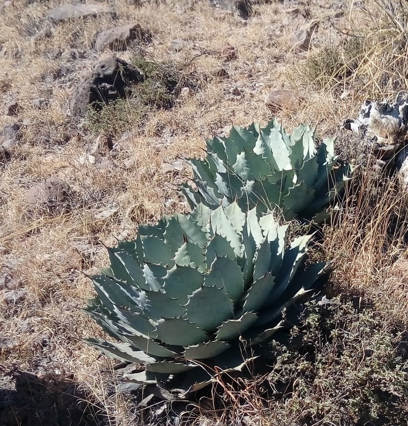 Agave potatorum photo 8