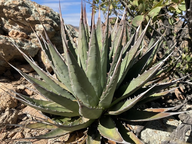 Agave potrerana