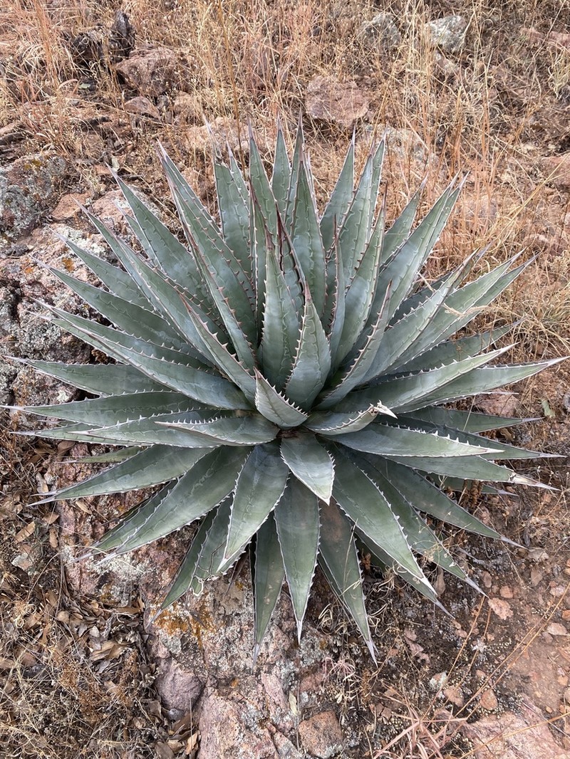 Agave potrerana photo 2