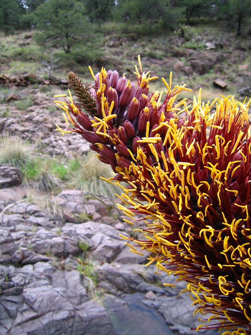Agave potrerana photo 3