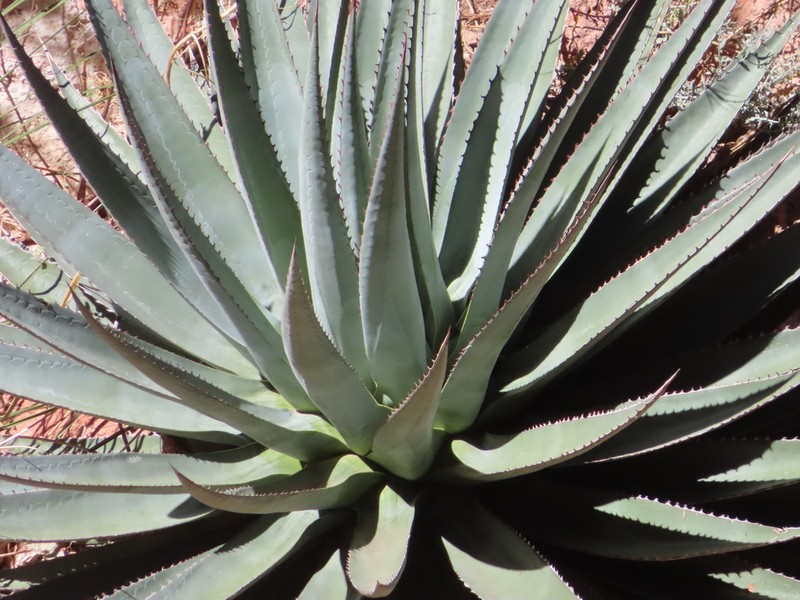 Agave potrerana photo 4