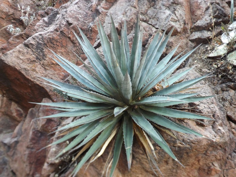 Agave potrerana photo 5