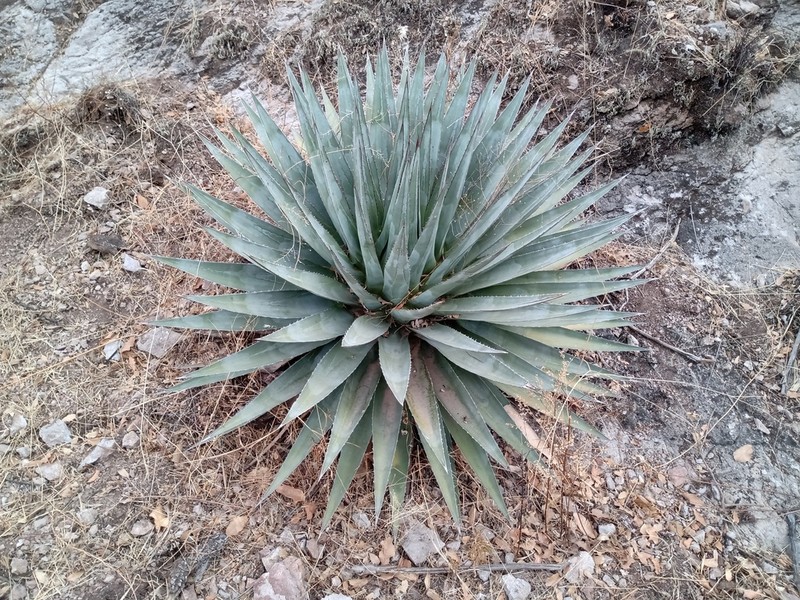 Agave potrerana photo 6