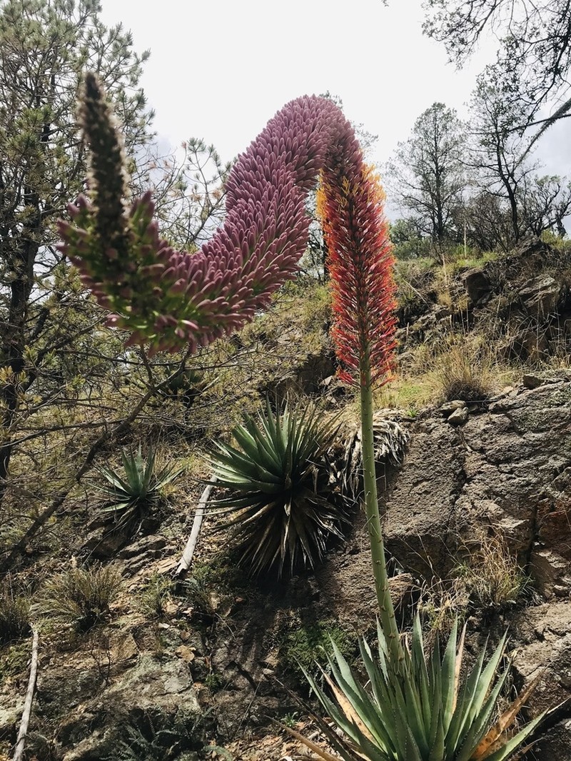 Agave potrerana photo 7