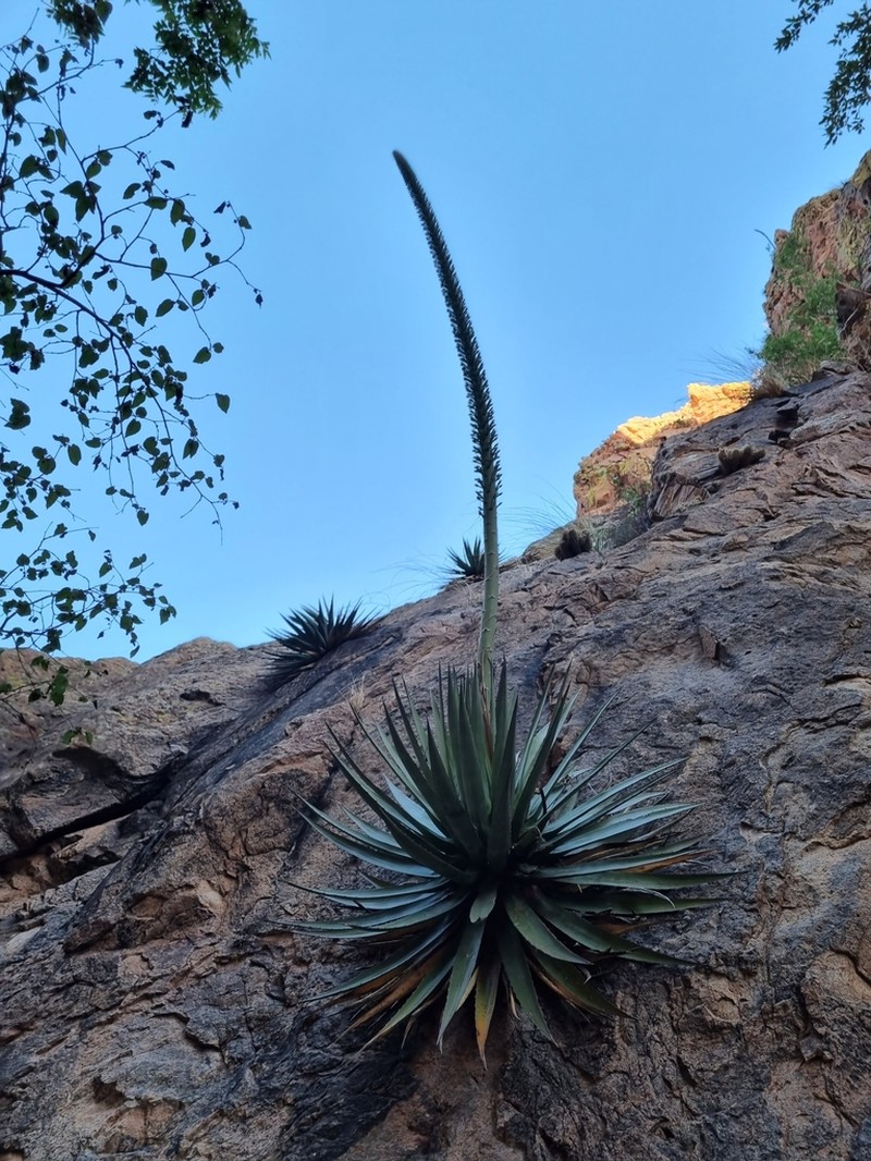 Agave potrerana photo 8