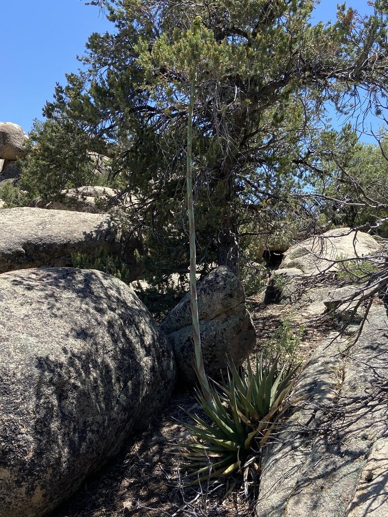 Agave pringlei photo 2