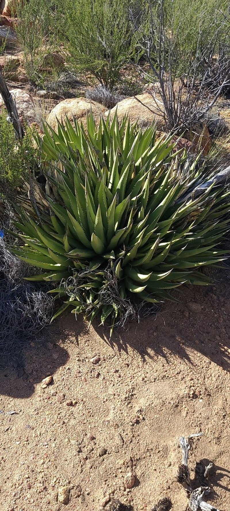 Agave pringlei photo 3