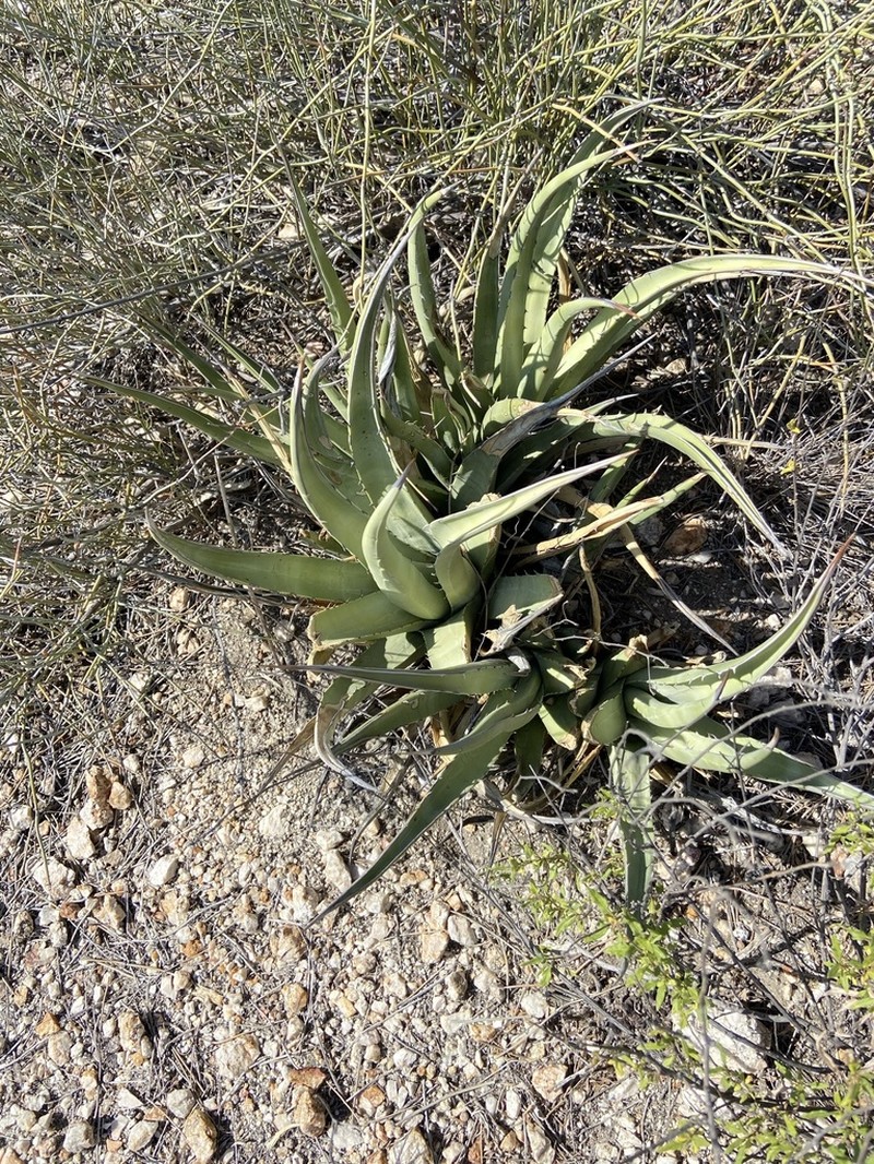 Agave pringlei photo 4
