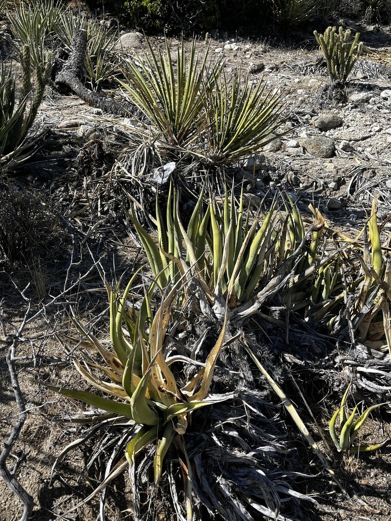 Agave pringlei photo 5