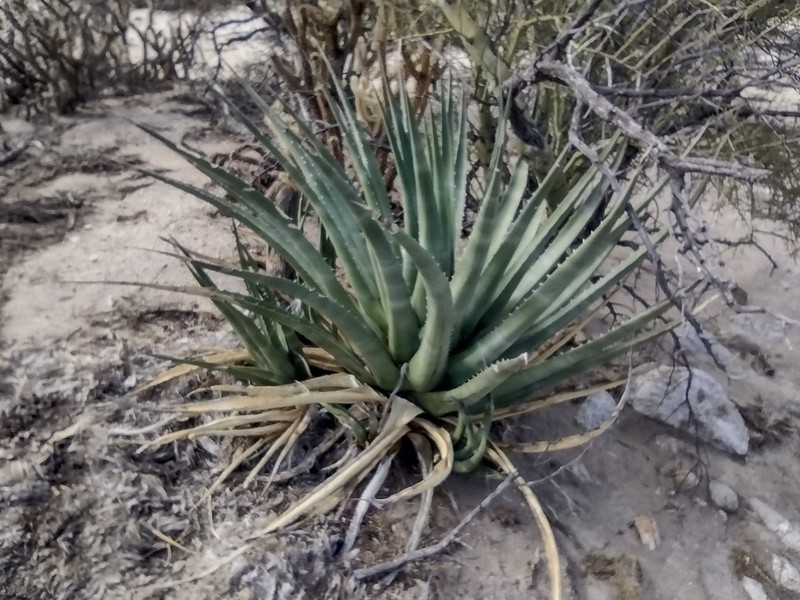 Agave pringlei photo 6