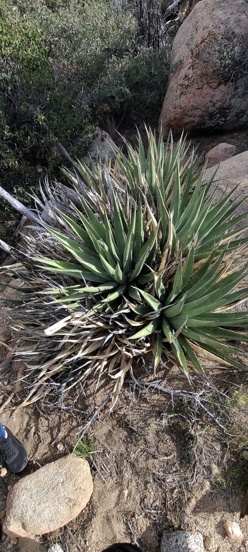 Agave pringlei photo 7