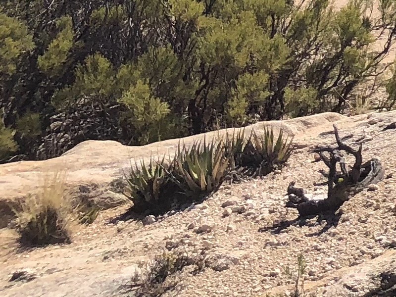 Agave pringlei photo 8