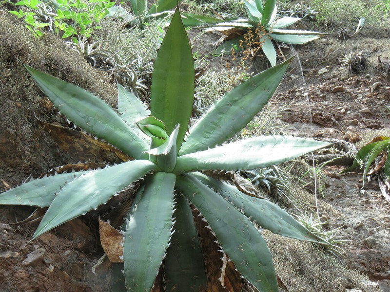 Agave quiotepecensis