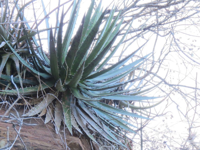 Agave quiotepecensis photo 2