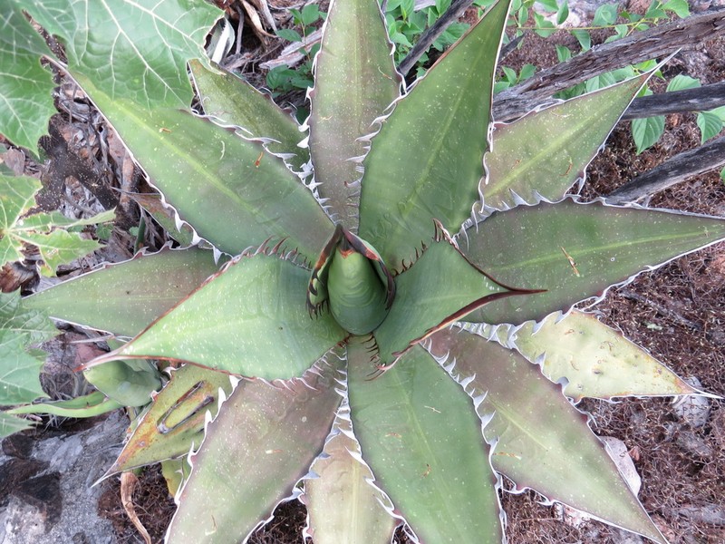 Agave quiotepecensis photo 3