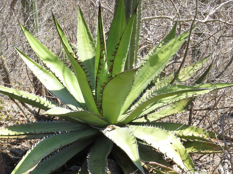 Agave quiotepecensis photo 4