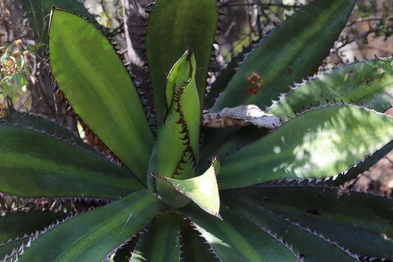 Agave quiotepecensis photo 5